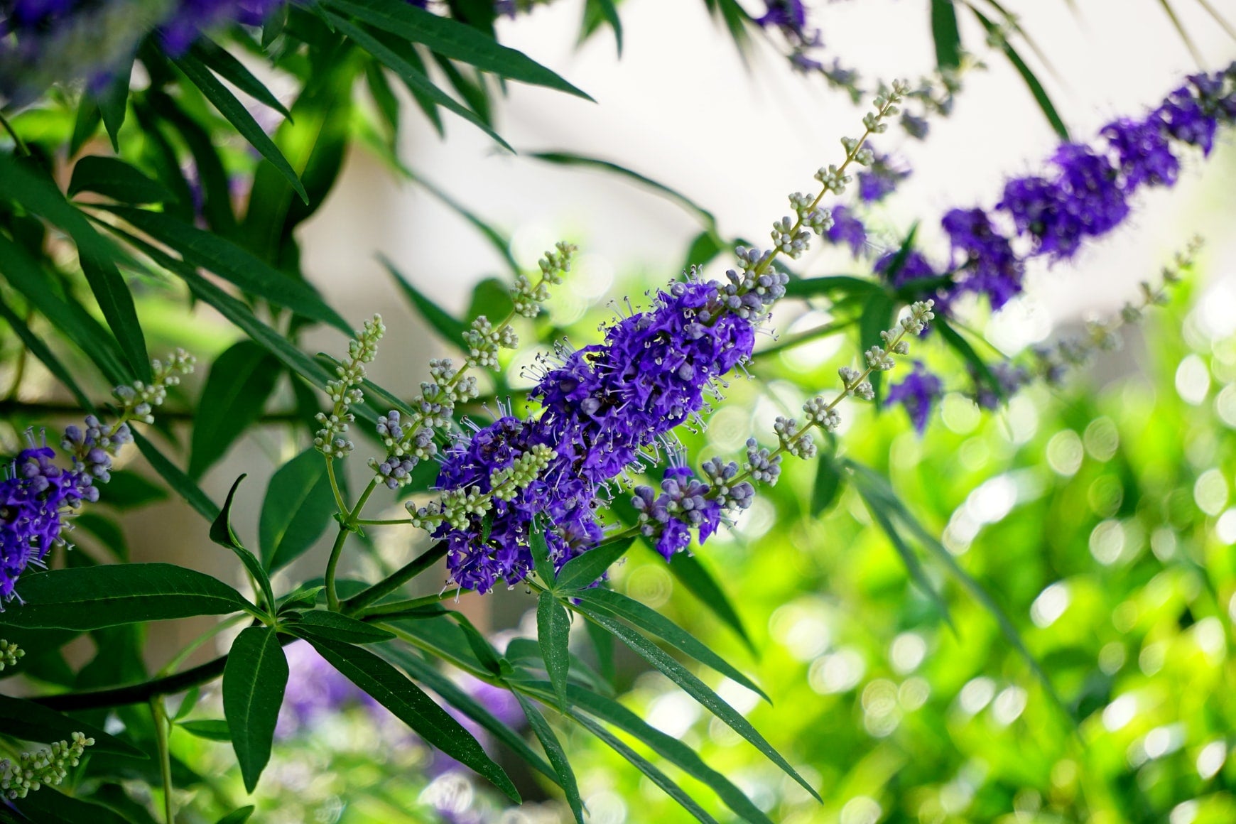 Chaste Tree : A Herb for Balancing Hormones Naturally