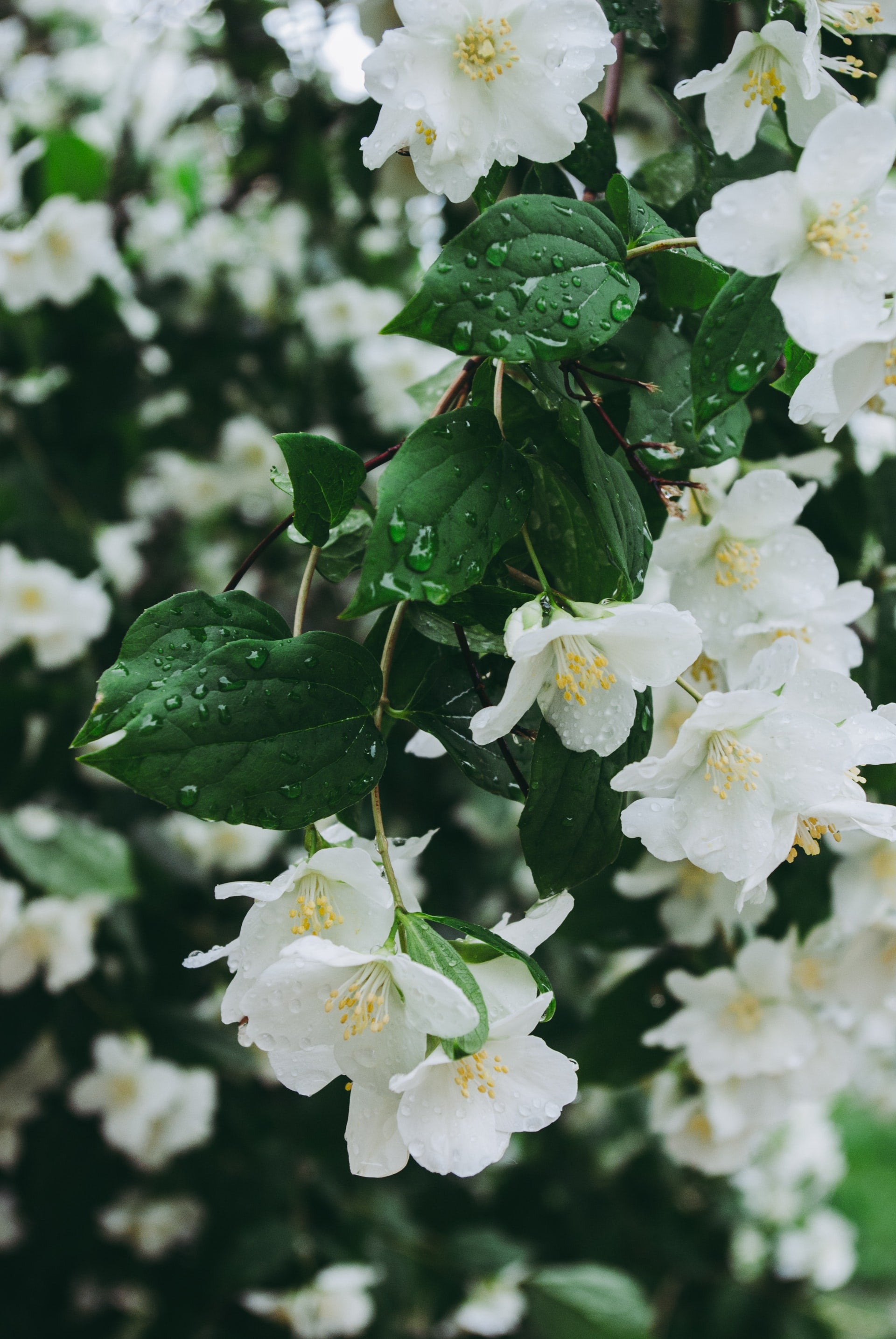 Jasmine : A Healing Herb to Soothe the Skin